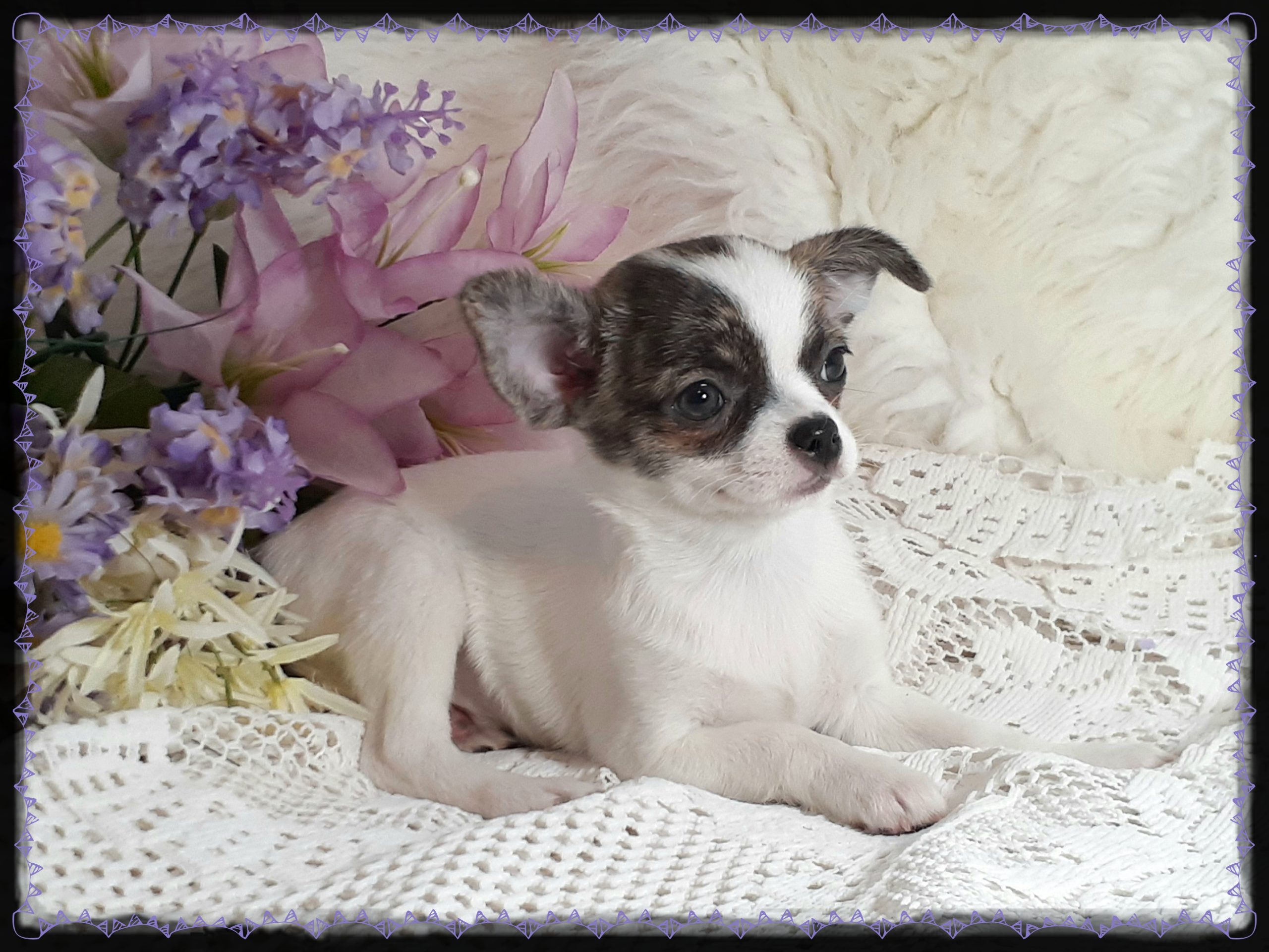 Wagsalot chihuahua hot sale