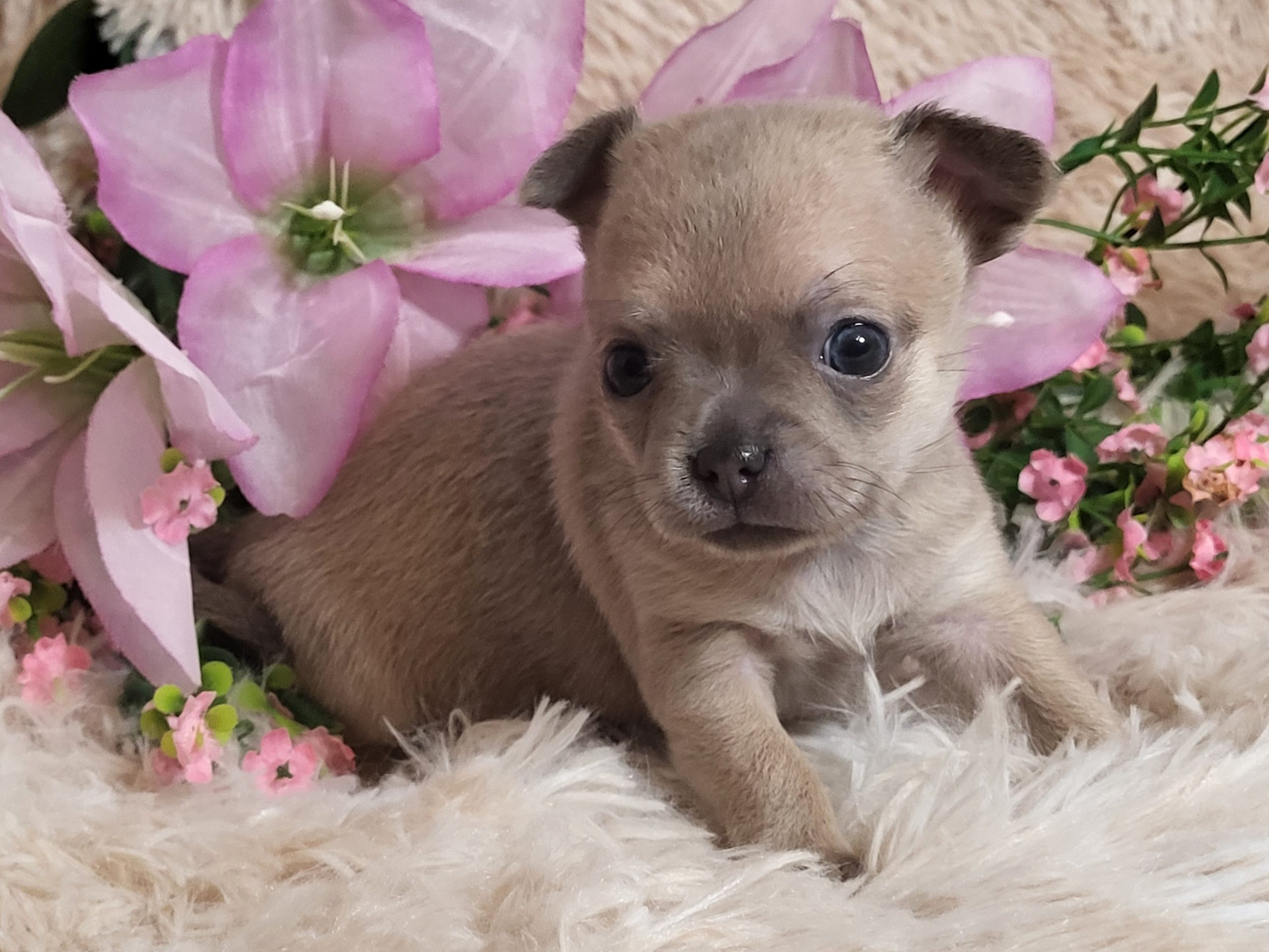 Wagsalot chihuahua best sale