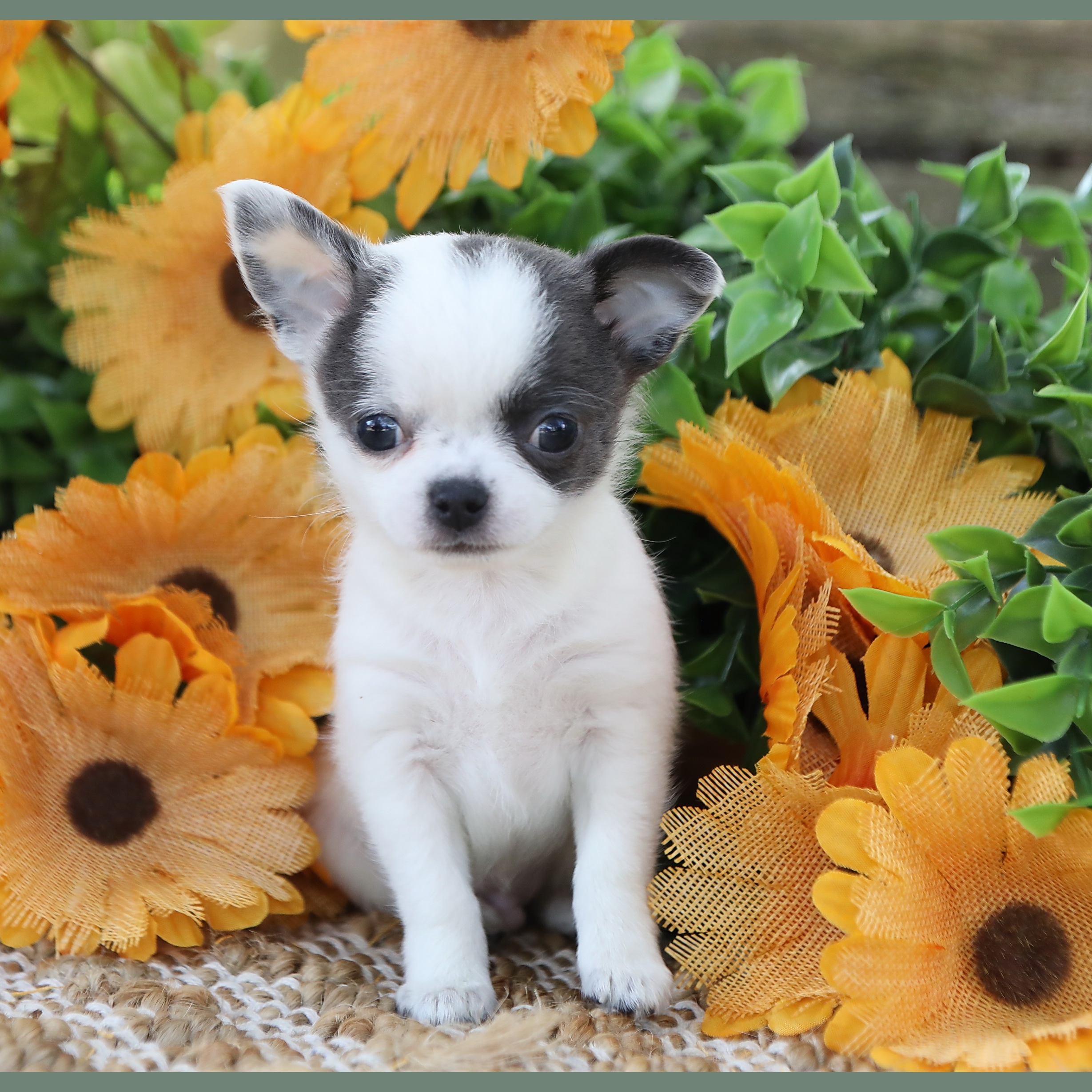Chihuahua Puppies For Sale In Richmond Virginia - 9j19o8w