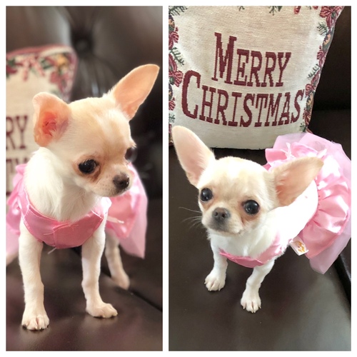 Wagsalot chihuahua best sale